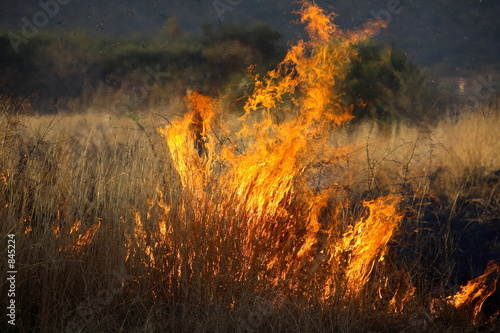 bush fire © Mark Atkins