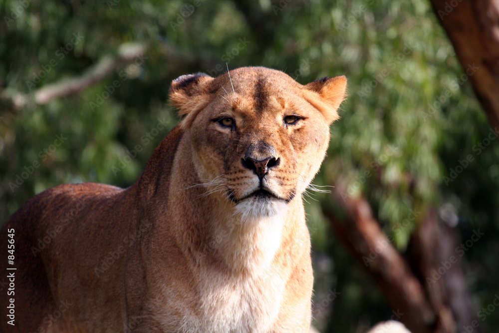 female lion standing