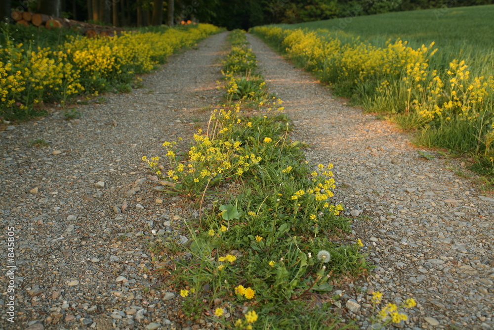 Obraz premium blumen-weg