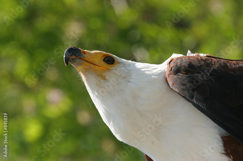 portrait d'aigle pêcheur photo