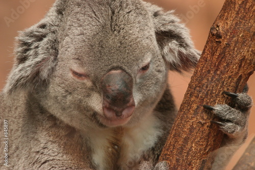 koala se réveillant