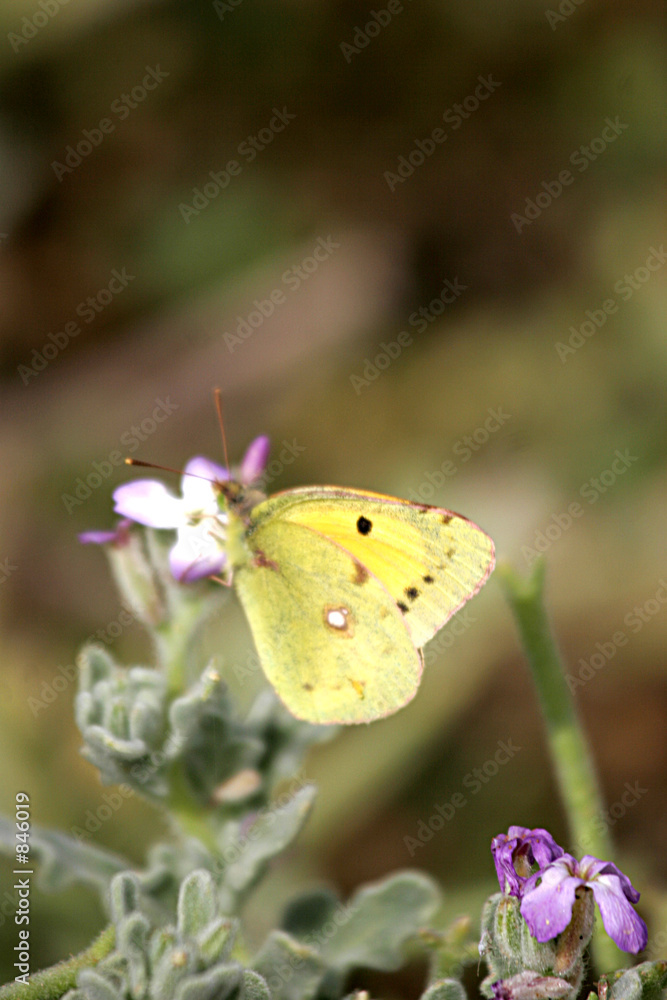 Fototapeta premium yellowspotted butterfly