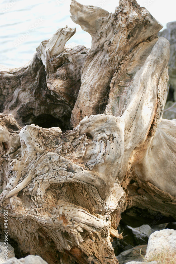 tree root on the shore tree root on the shore
