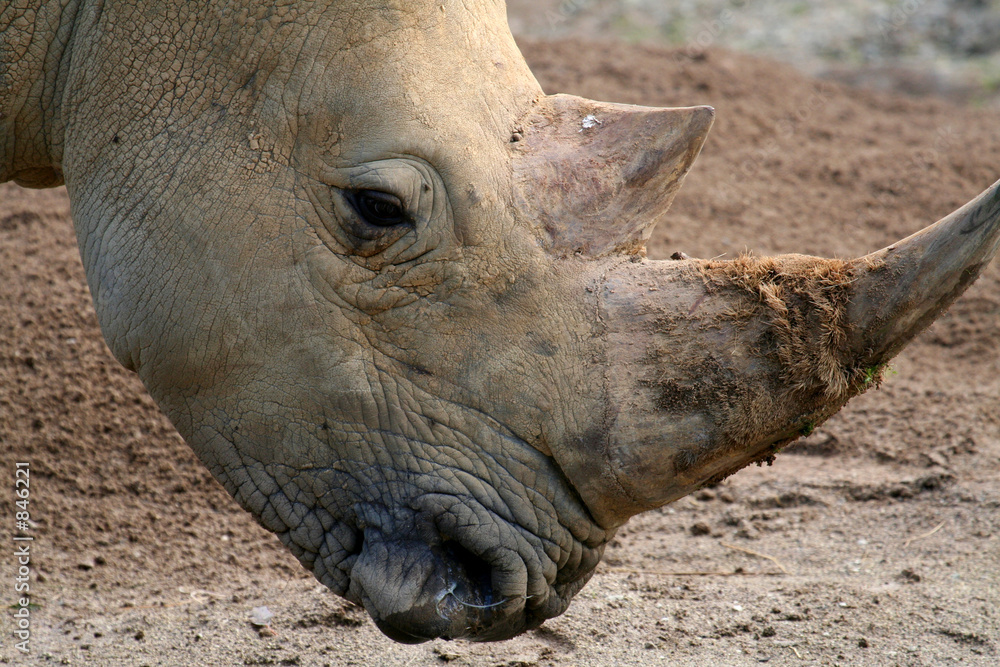 Fototapeta premium rhinoceros head