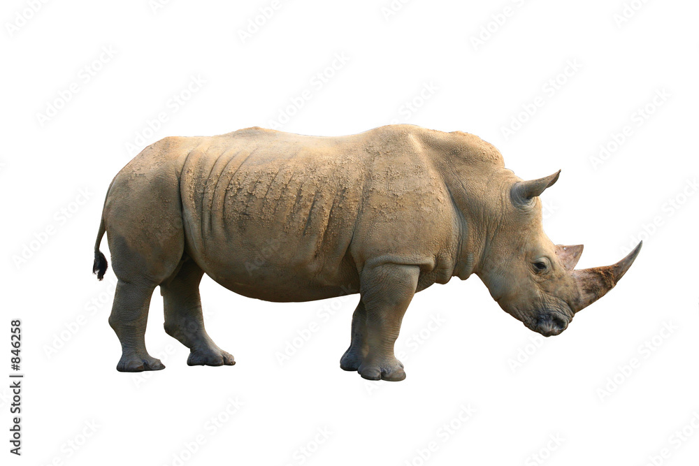 Εκτύπωση καμβά rhinoceros isolated