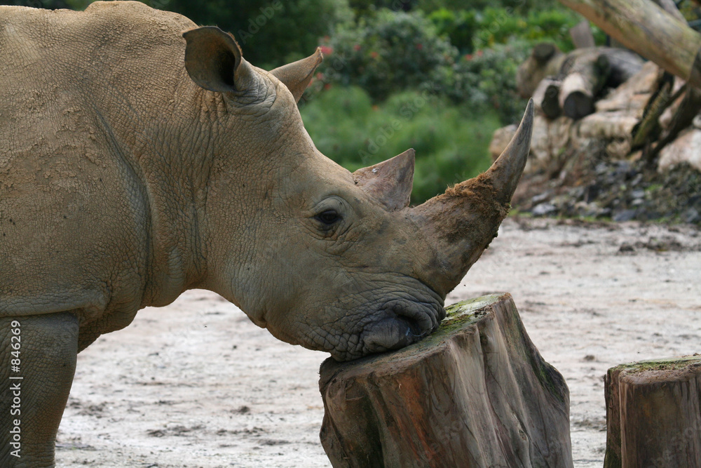 Fototapeta premium rhinoceros resting his head