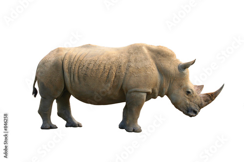 Fototapeta rhinoceros isolated