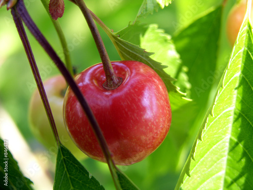 Obraz na plátně cherry
