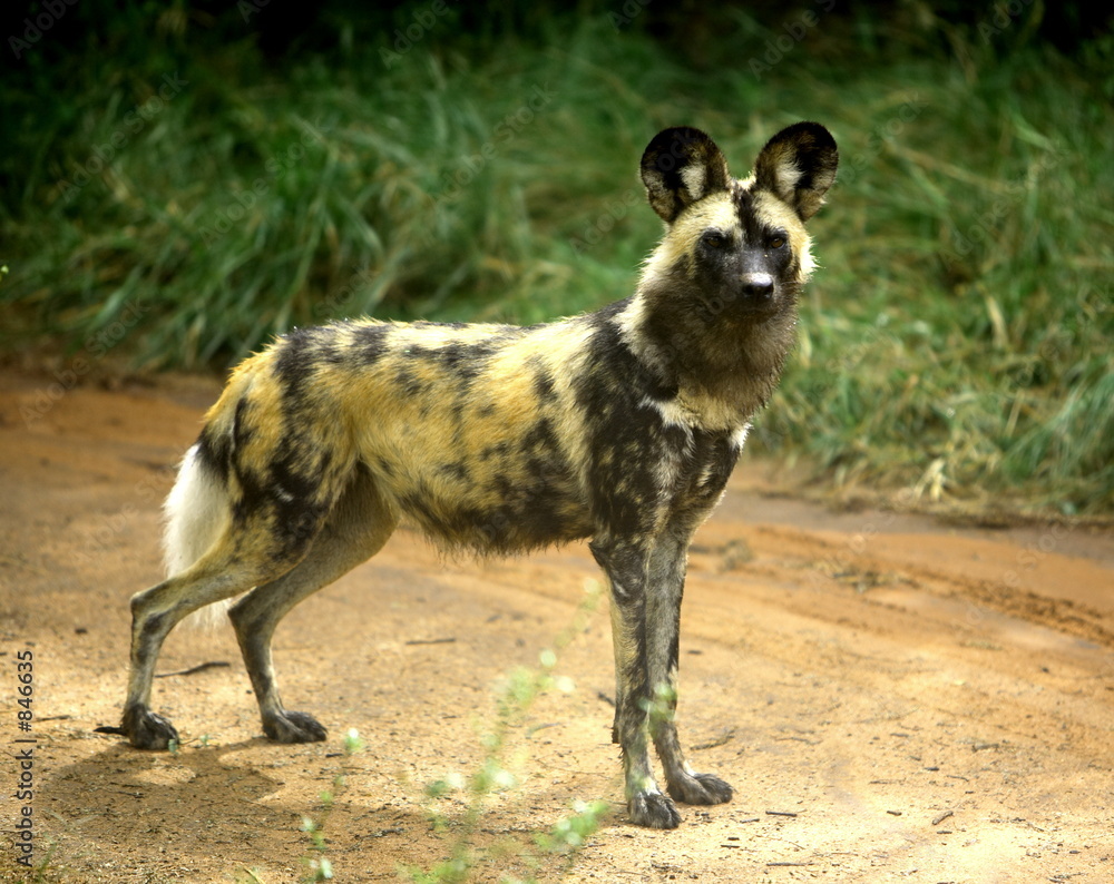 Wall Mural african wild dog (lycaon pictus)