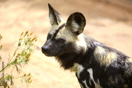 african wild dog (lycaon pictus)
