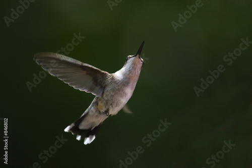 hummingbird in flight