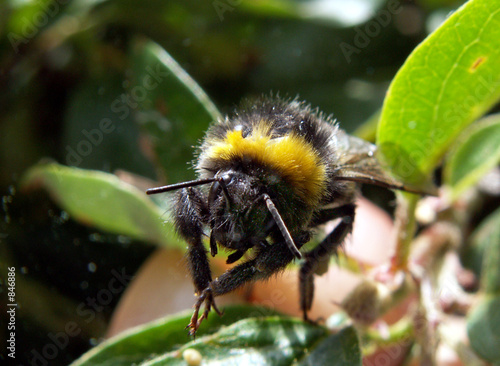 bumblebee © Henryk Olszewski