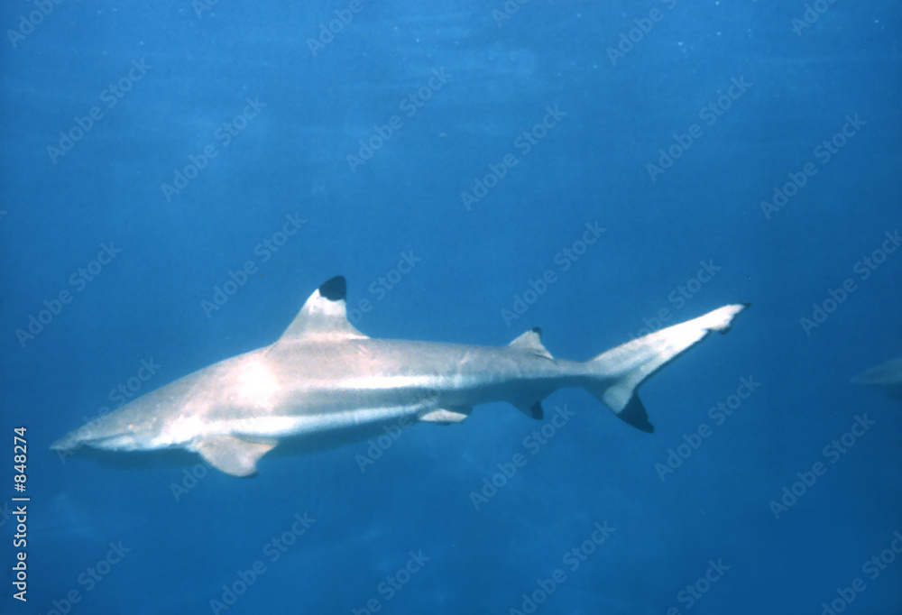sharks 3 sharks 3