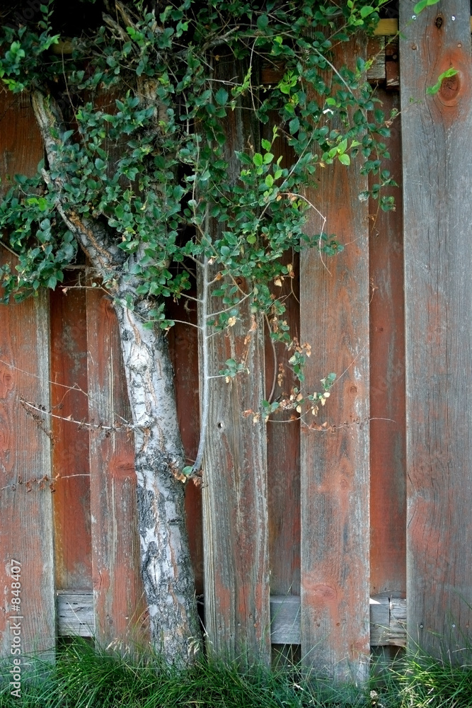 tree and fence tree and fence