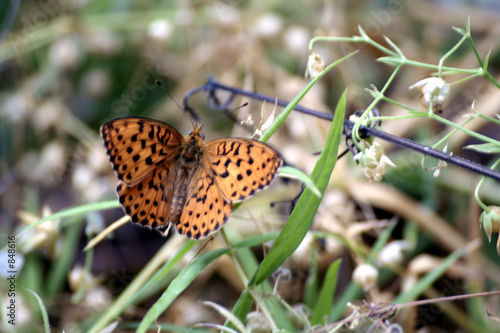 papillon tacheté