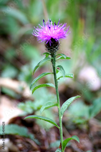 fleur sauvage