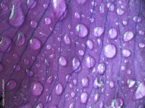 raindrops on a petal