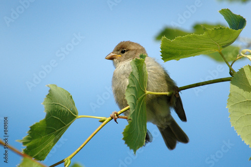 moineau