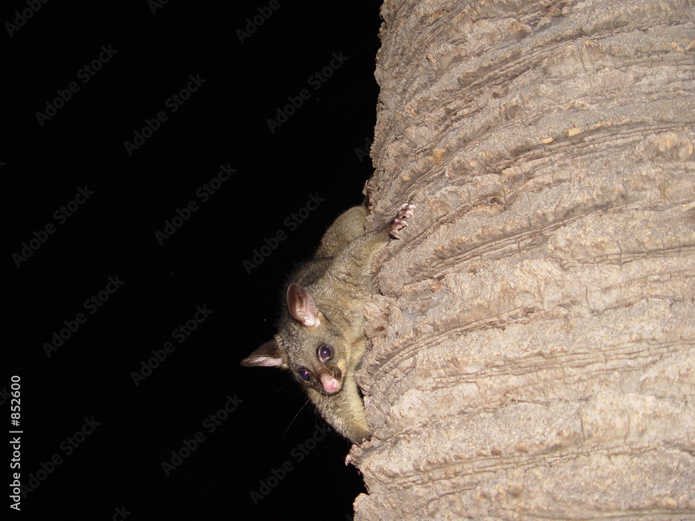 possum on the palm possum on the palm