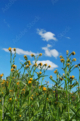 springtime meadow