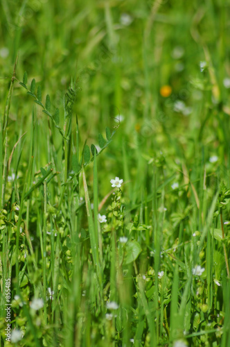 springtime meadow