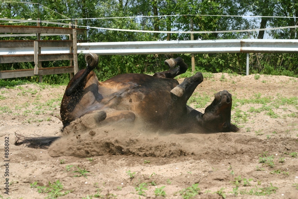 Fototapeta rolling pony