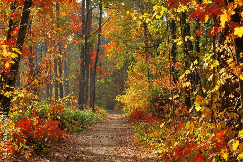 Obraz premium kolory jesieni