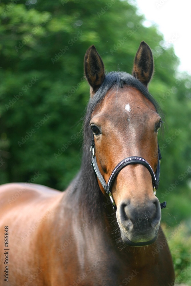 horse portrait