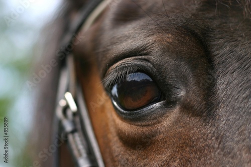 horse eye © E. Spek