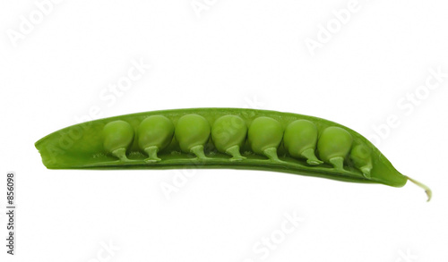sweet pea photo