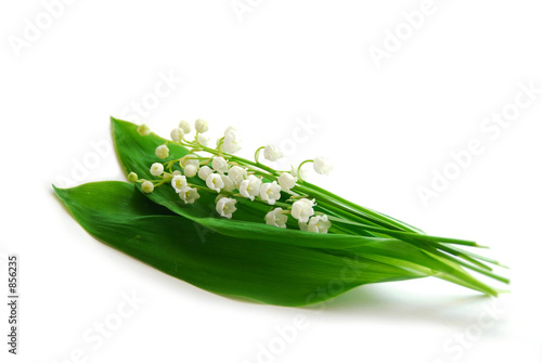 lily-of-the-valley on white