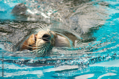 schwimmender seelöwe photo