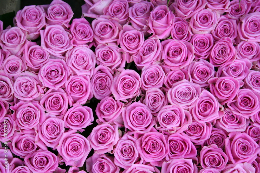 hintergrund rosen hintergrund rosen