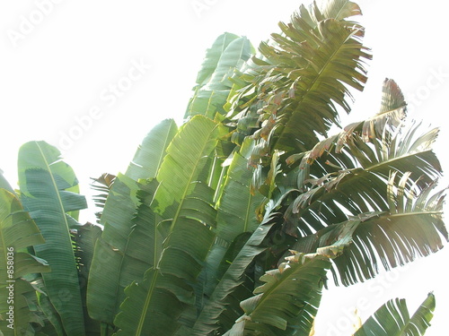 vegetation tropicale