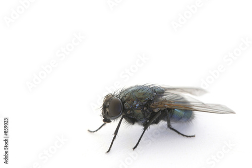 the fly © StudioAraminta