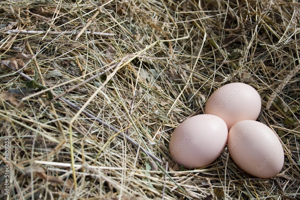 egg chicken egg chicken