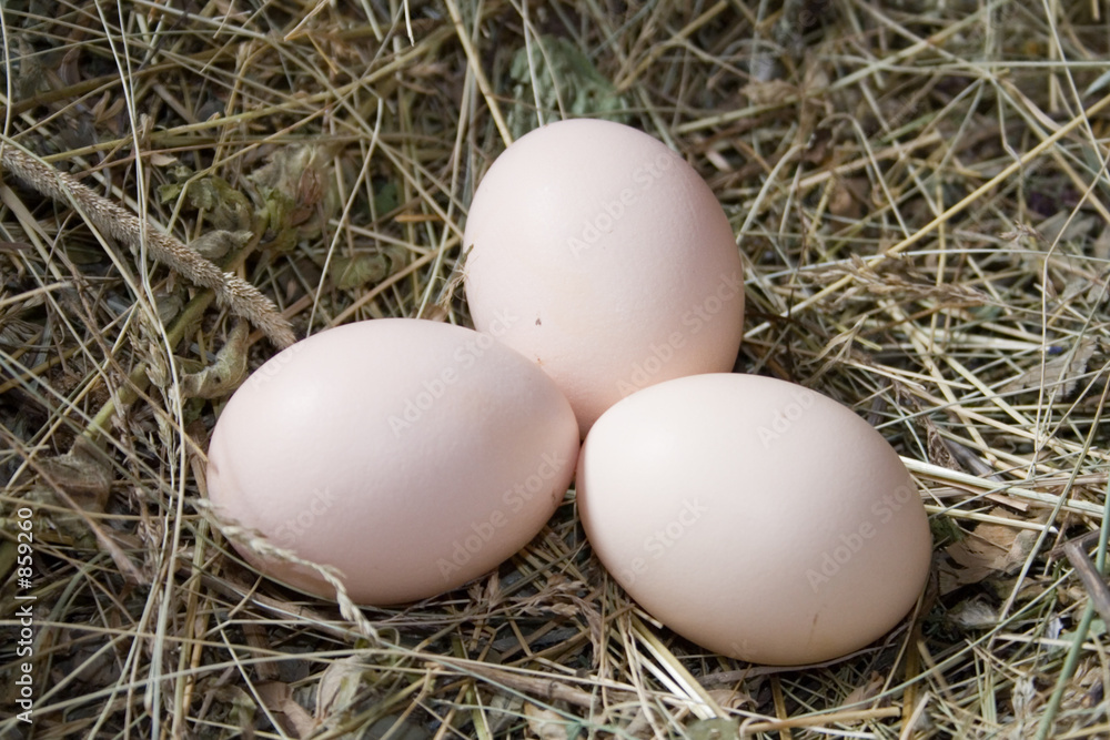 egg chicken egg chicken