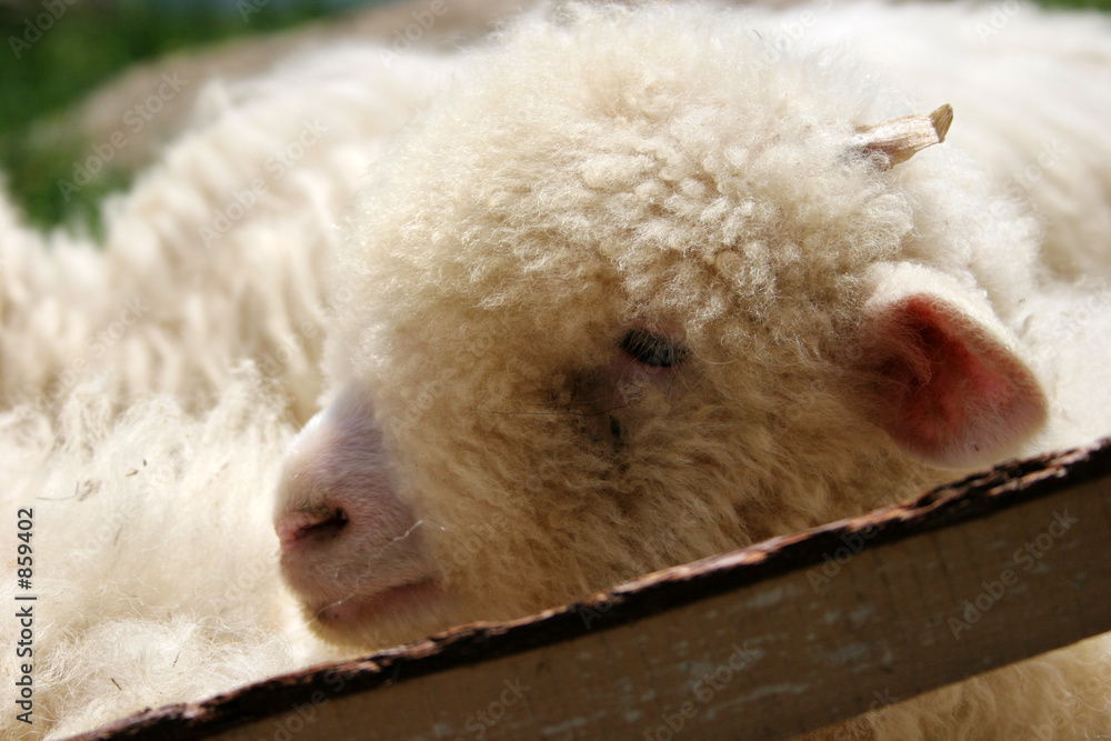 sheep