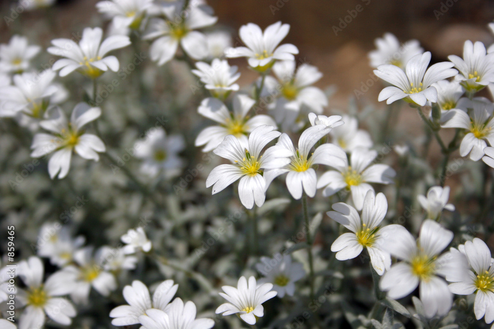Obraz premium flowers