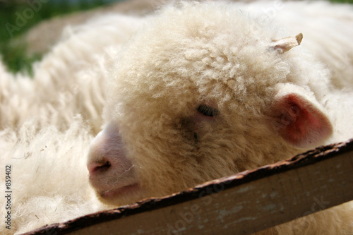 Obraz na płótnie sheep w salonie