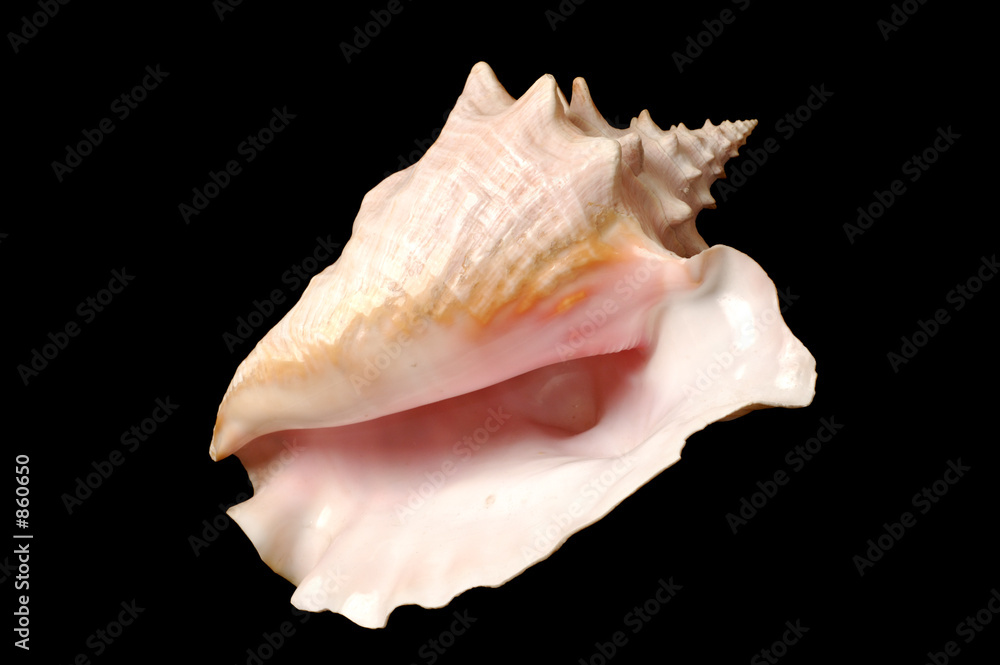 seashell seashell