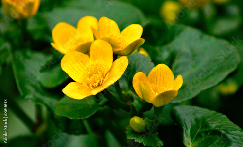 yellow flowers © Chee-Onn Leong