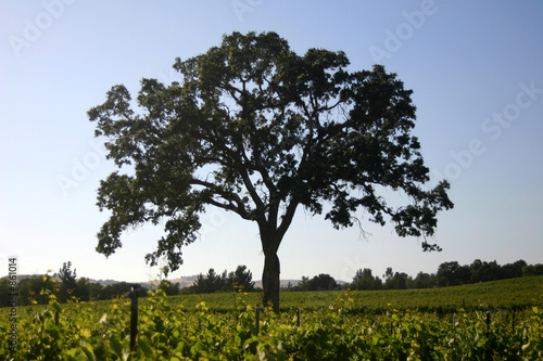 oak tree in vineyard photo