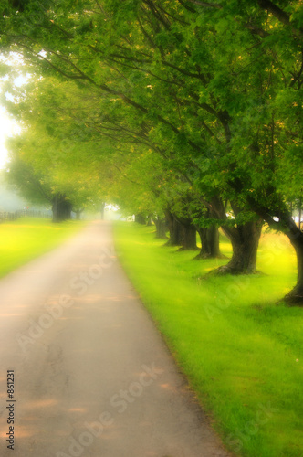 dreamy tree lined road