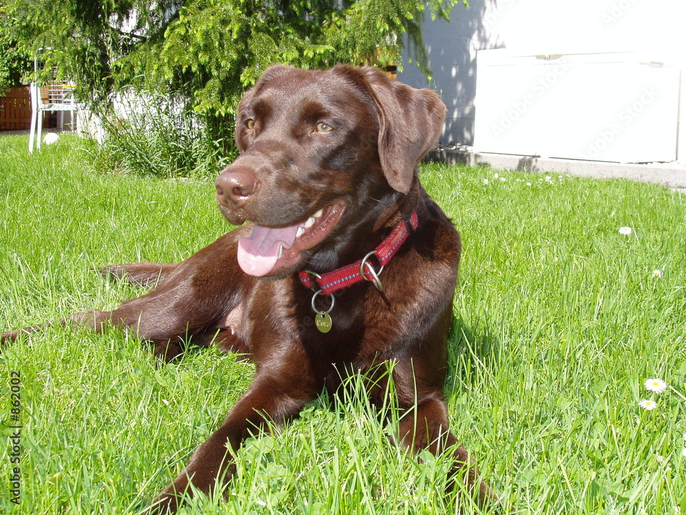labrador labrador