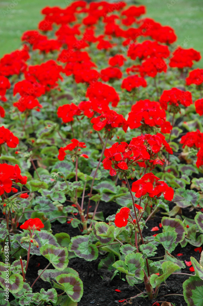 flowers red