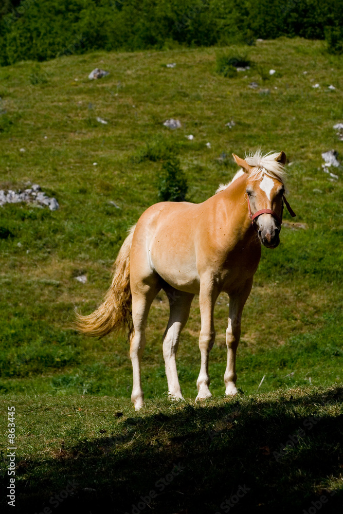 Fototapeta premium junges pferd