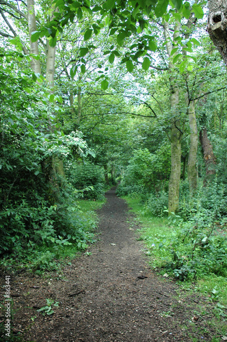 forest path