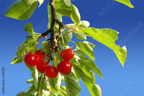 cerises rouges