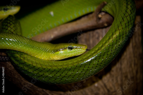 two green tree snakes
